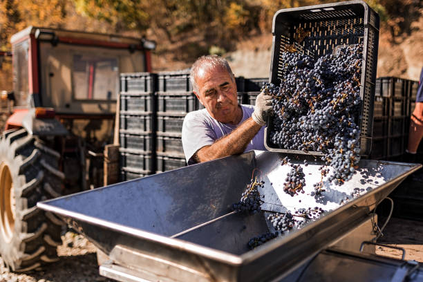 produkcja wina - senior adult caucasian farmer grape harvesting zdjęcia i obrazy z banku zdjęć