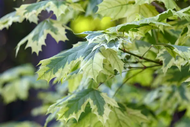 Maple tree leaf background. Green spring brunch in sunrise. Beautiful nature foliage wallpaper. Descriptive colorful summer season canadian bush. Isolated canada leaves outdoors close-up