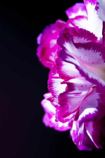 istock Carnation flower in white and pink color. Black background 1277374405
