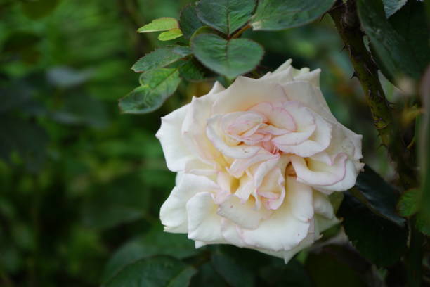 istock White roses with green leaves and thorn branches with blurred background whit copy space 1277375427
