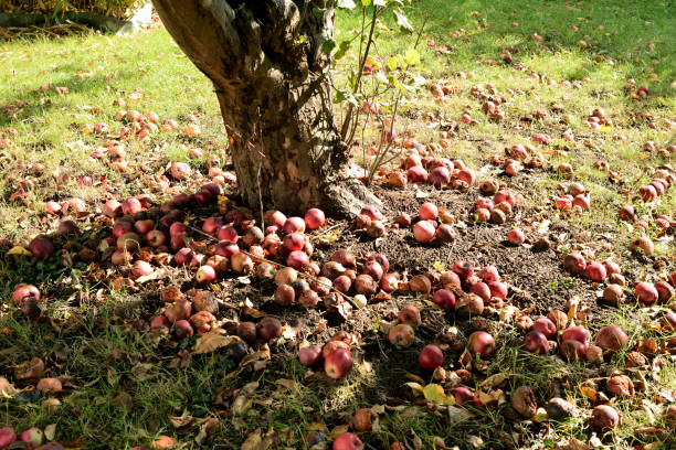 istock Rotten appels around the apple tree trunk. 1277375762