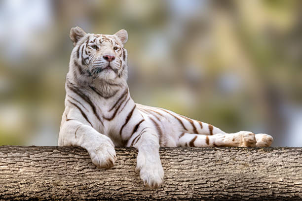 istock White tiger with black stripes laying on big tree 1277376950