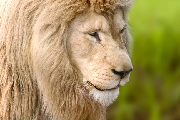 istock White lion portrait, green blurred background 1277376955