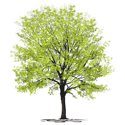 Ash-tree (Fraxinus L.) with young green foliage, color vector image on a white background