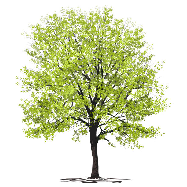 Ash-tree (Fraxinus L.) with green foliage Ash-tree (Fraxinus L.) with young green foliage, color vector image on a white background big tree stock illustrations