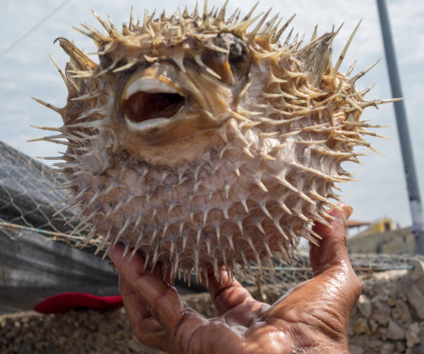 istock Spiky Porcupine-fish Being Held 1277377553