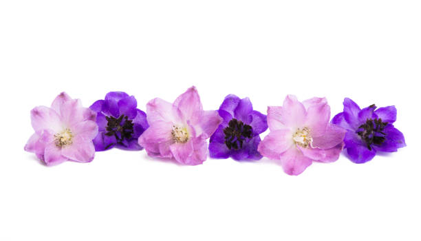 istock delphinium flower isolated 1277379238