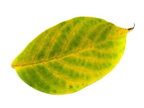 Yellow leaf from a tree on a white background