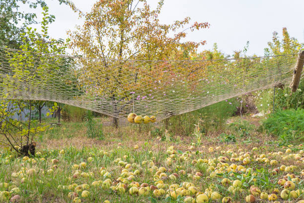 Apples lie under the fence as a sign of the coming autumn.