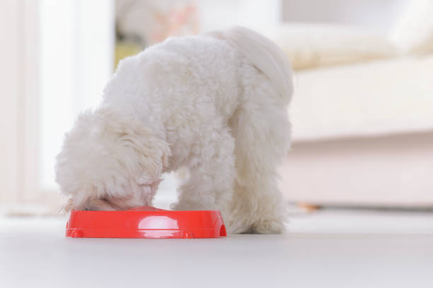 istock Dog eating food from a bowl 1277383416