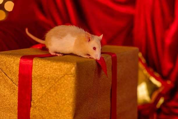 Red rat on a golden gift box with a bow. Christmas, New Year. Congratulation.