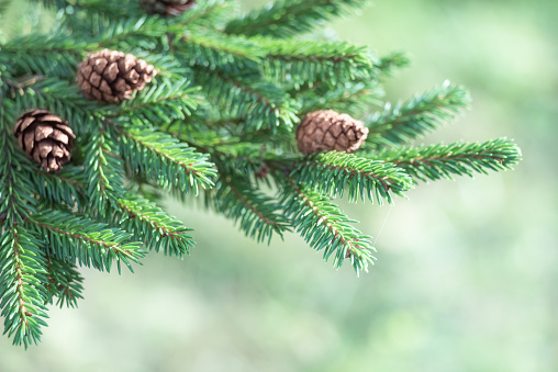 Fir tree branch