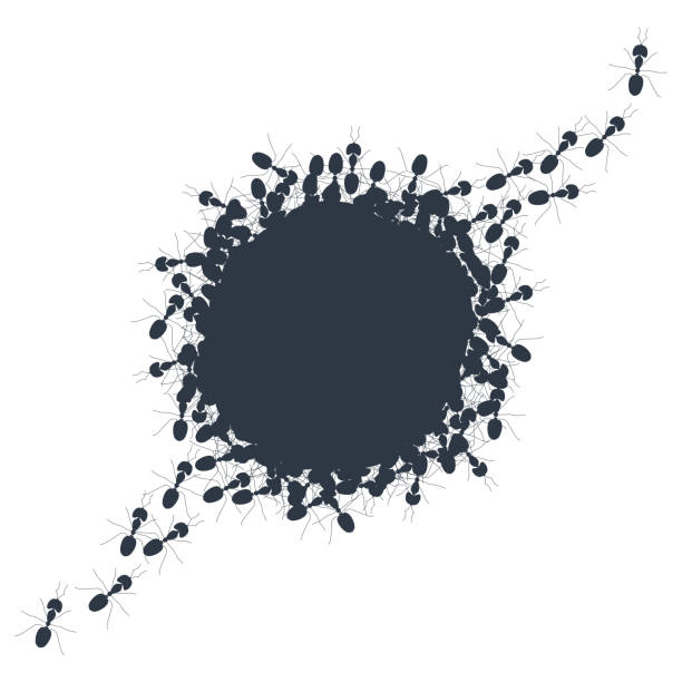 Colony of marching ants round contour banner Round silhouette of ants forming a circle on white background. Crawling insects colony ring backdrop poster. Teamwork and cooperation concept. Vector cartoon illustration. ants-walking stock illustrations