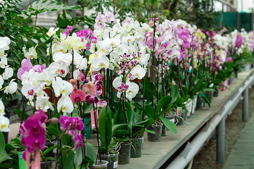 Potted orchids on counter in store. Phalaenopsis flowers of different colors