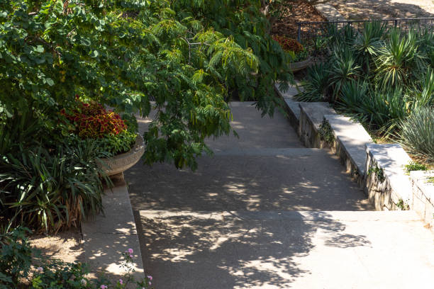 path in the botanical garden. leaves of the lenkoran acacia. - formal garden tropical climate park plant imagens e fotografias de stock