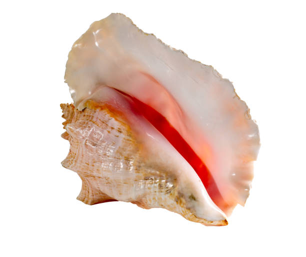istock Sea shell isolated on a white background. Beautiful seashell 1277384623