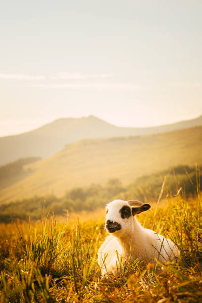Cute lamb with black patches sitting in tall grass. Golden sunset