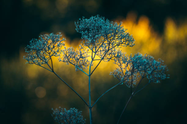 Dry flowers growing on a meadow. Focus on foreground, blurred background
