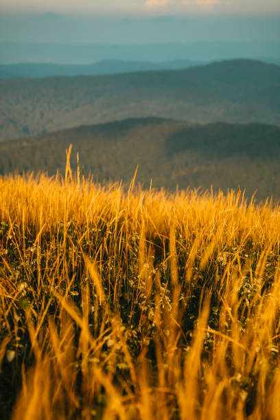 istock Autumn in Bieszczady Mountains. Gold colored grassland 1277385467