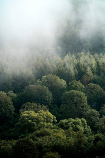 istock Mountain landscape covered with fog 1277385639