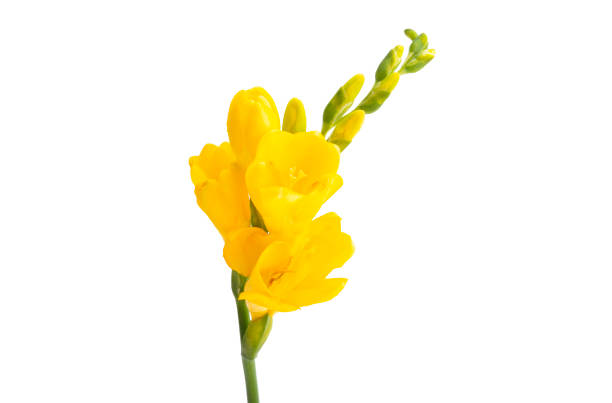 istock yellow freesia flower isolated 1277385786