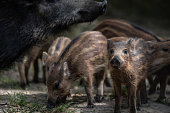 Little boar looking and sniffing around under its mother monitor