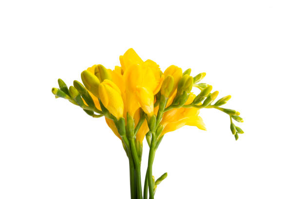 istock yellow freesia flower isolated 1277386156