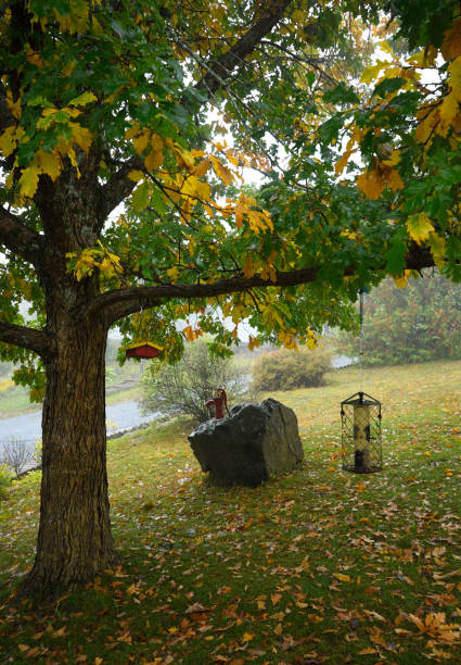hojas de otoño en un roble con casa de pájaros durante una tormenta de lluvia - fog wet rain tree fotografías e imágenes de stock