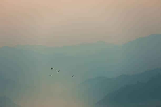 Birds flying over mist mountains in the morning