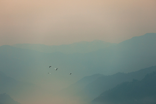 Birds flying over mist mountains in the morning