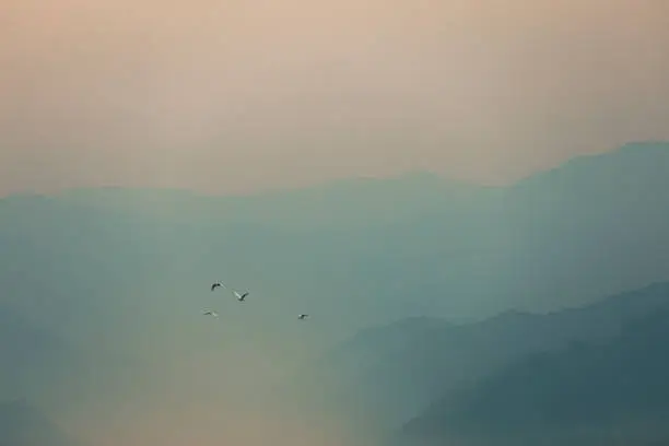 Photo of Birds flying over mist mountains in the morning