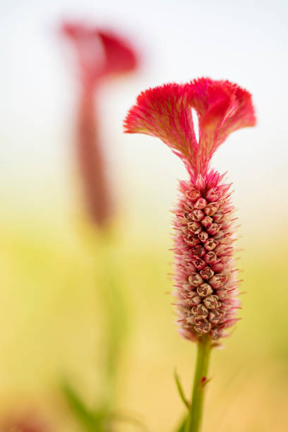 Celosia is a small genus of edible and ornamental plants in the amaranth family, Amaranthaceae. The generic name is derived from the Ancient Greek word, meaning \