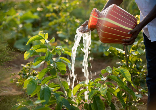 bewässerung im garten - sprinkling can stock-fotos und bilder