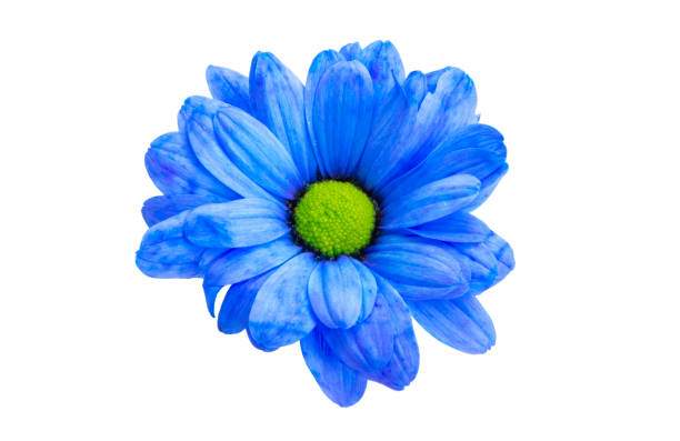 istock beautiful chrysanthemum flowers isolated 1277387785