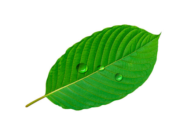 istock Tropical green leaf with drop water isolated on white background 1277389176