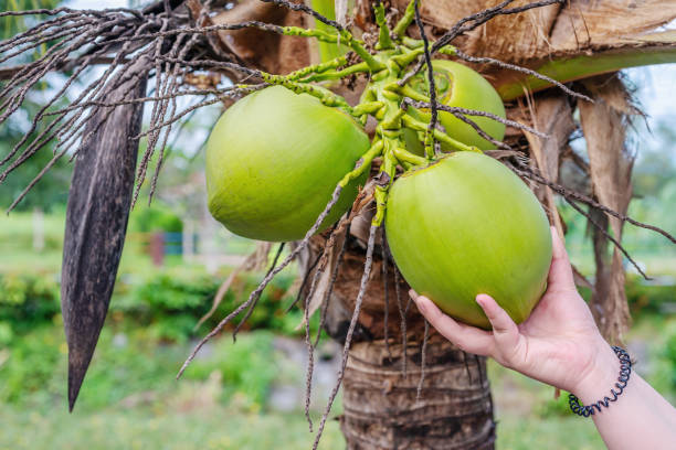 istock Hand women with, Coconut tropical fruit, on palm tree 1277389177