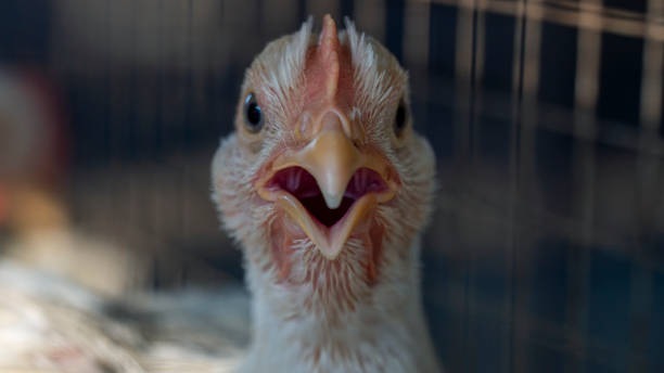 A broiler is any chicken (Gallus gallus domesticus) A broiler is any chicken (Gallus gallus domesticus) that is bred and raised specifically for meat production. gallus gallus domesticus stock pictures, royalty-free photos & images