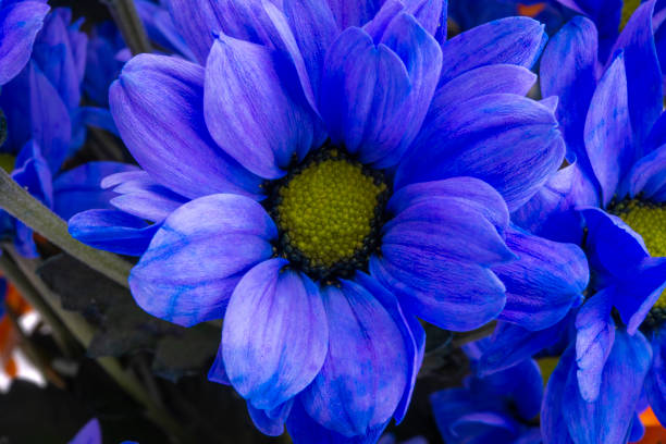 blue hrysanthemum close up on a white background