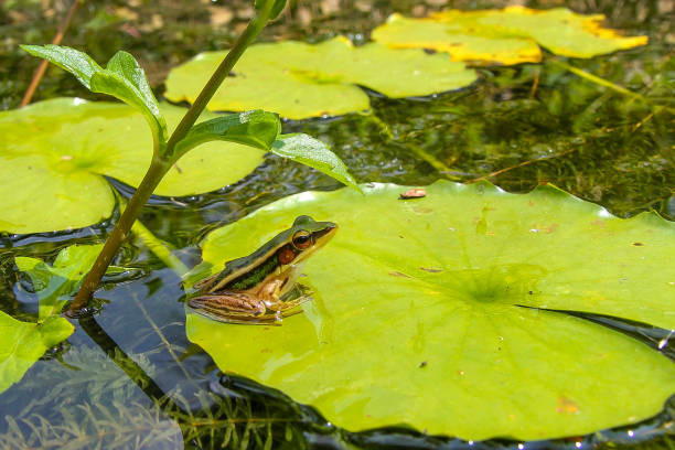 una rana está sentada en una hoja verde. grandes ojos de una macro de primer plano de rana - frog batrachian animal head grass fotografías e imágenes de stock