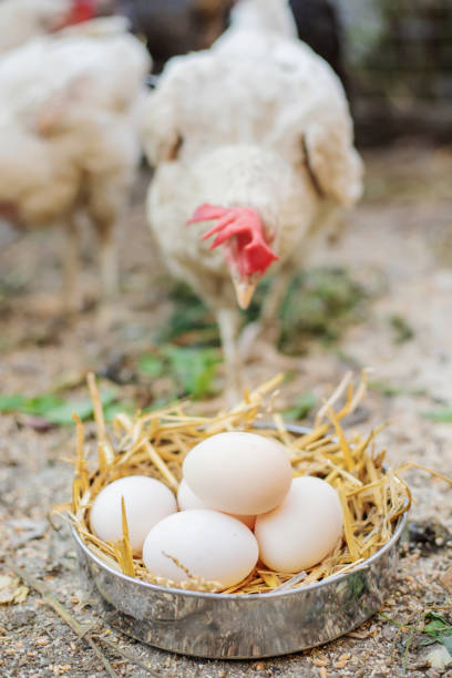 istock Fresh chicken eggs in the hay on a farm. Selective focus 1277392903