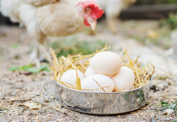 istock Fresh chicken eggs in the hay on a farm. Selective focus 1277392905