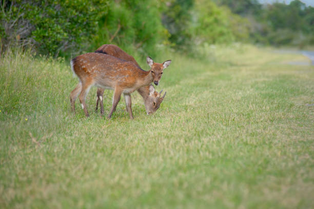 A Sika Buck grazing in the grass while his Doe looks at the camera in the assateague island national seashore