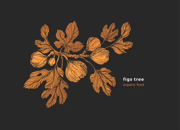 Vector illustration of Figs plant. Vector art illustration. Texture print