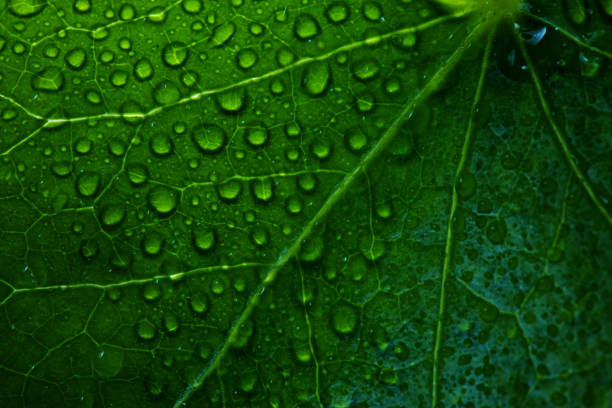 Background Image of drops on a green leaf