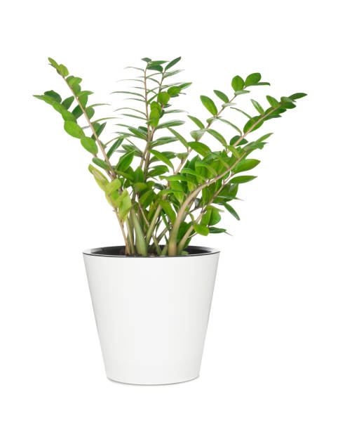 istock House plant in pot isolated on white background 1277394983