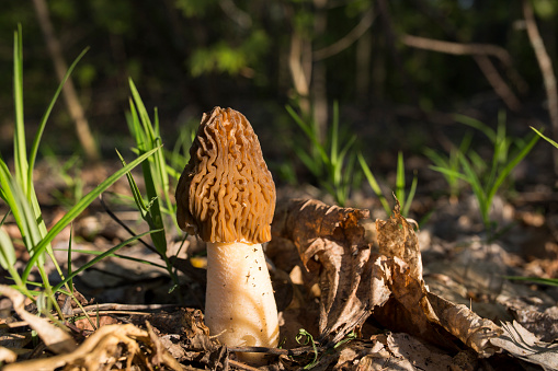 Morel mushroom cap grows in the forest and is lit by the morning sun. Spring grass. Verpa bohemica