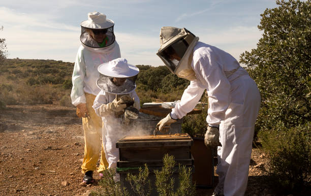 Beekeepers working collect honey. Beekeeping concept. stock photo