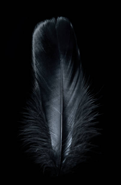Background Image Of A Black Feather Stock Photo - Download Image Now -  Feather, Black Color, Backgrounds - iStock