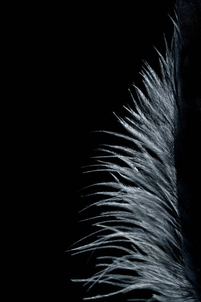 background image of a black feather - colobo preto e branco oriental imagens e fotografias de stock