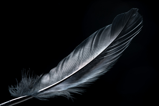 Background Image of a black feather